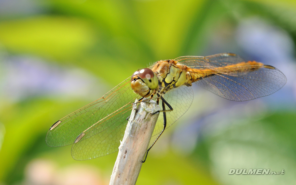 Moustached darter (male, Sympetrum vulgatum)